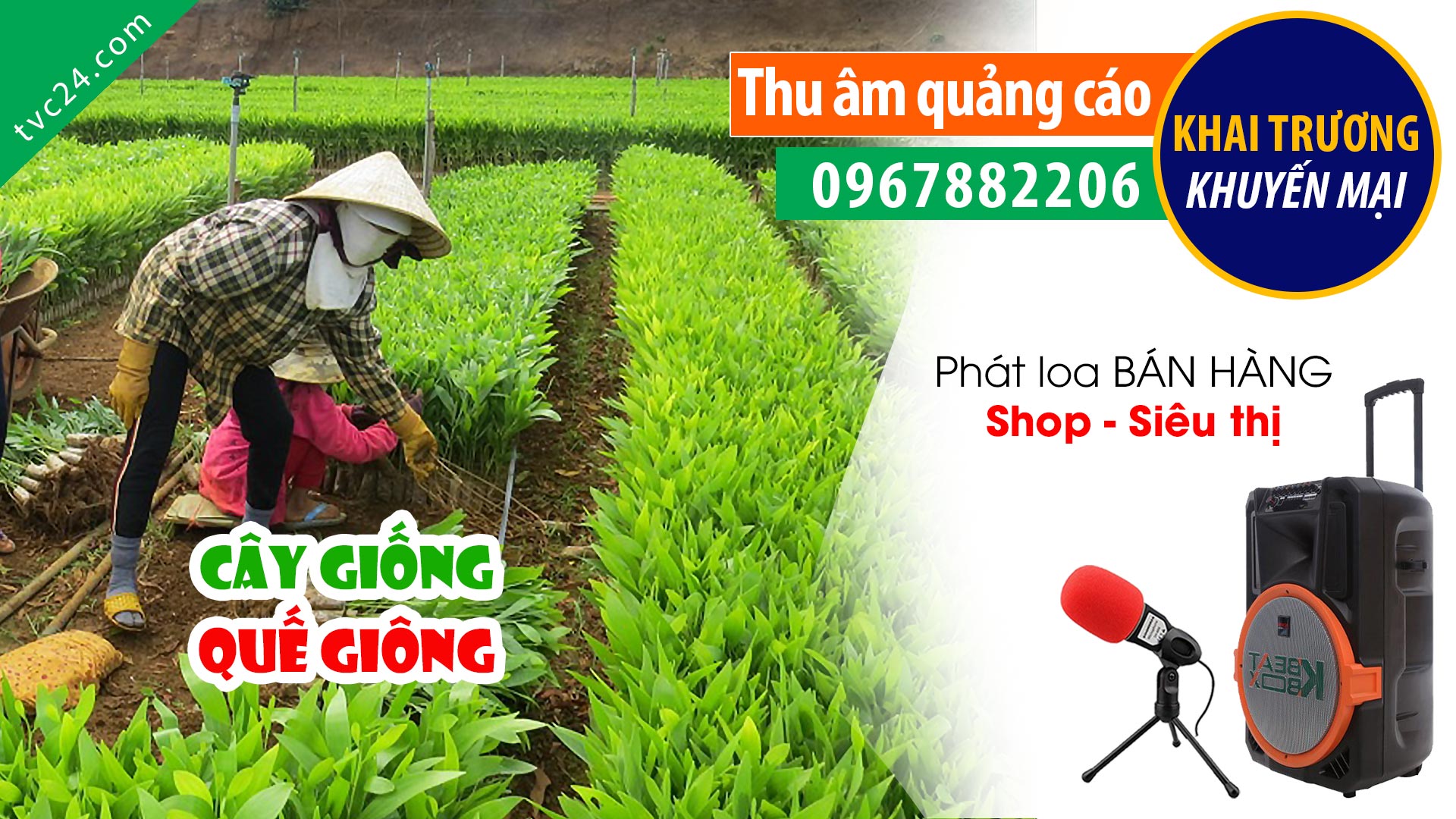 Thu bán cây giống âm quế giống Yên Bái Thành Bếp