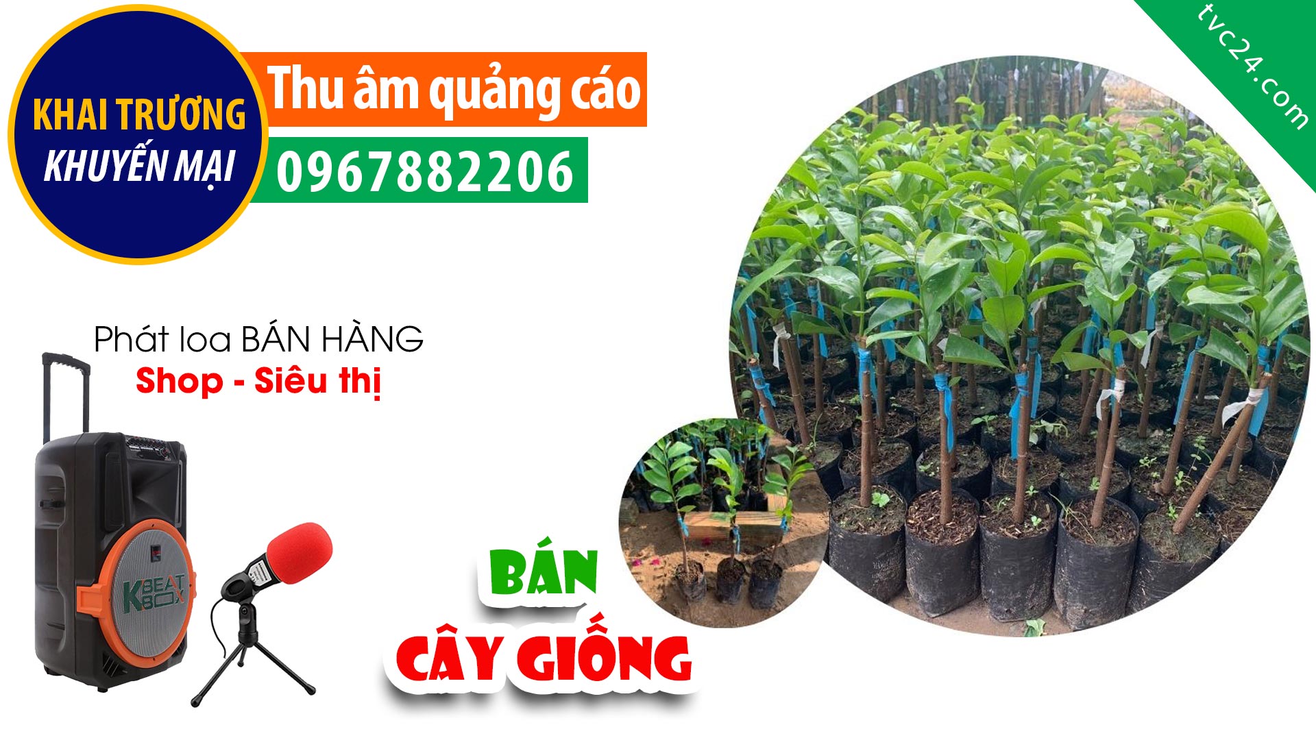 Ghi âm bán cây giông Quế, Mỡ, Sưa, Lát, Hồi Thái Hoàng MC đọc Cực Hay